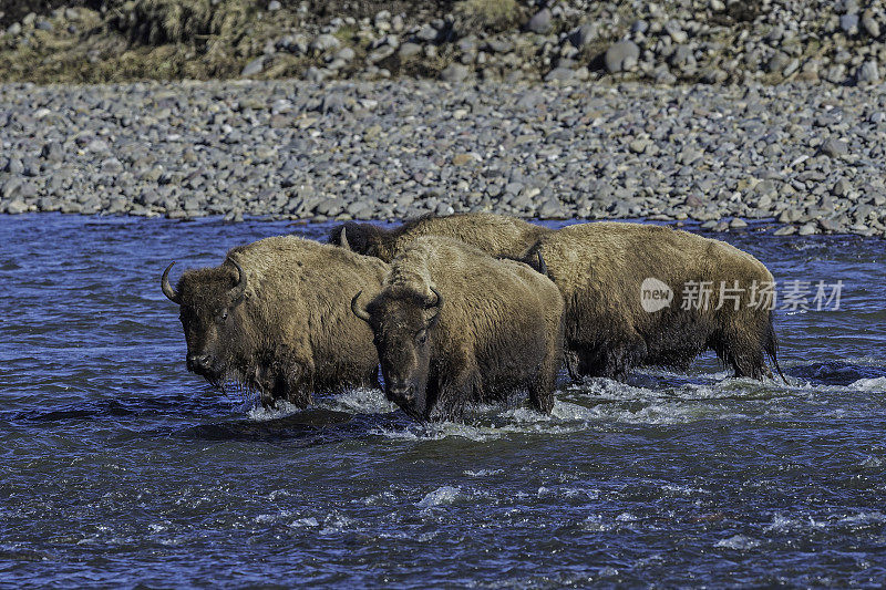 美国野牛或简称野牛(bison bison)，也通常被称为美国水牛或简称水牛，黄石国家公园，怀俄明州。穿过一条河。
